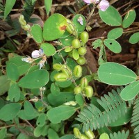 Pycnospora lutescens (Poir.) Schindl.